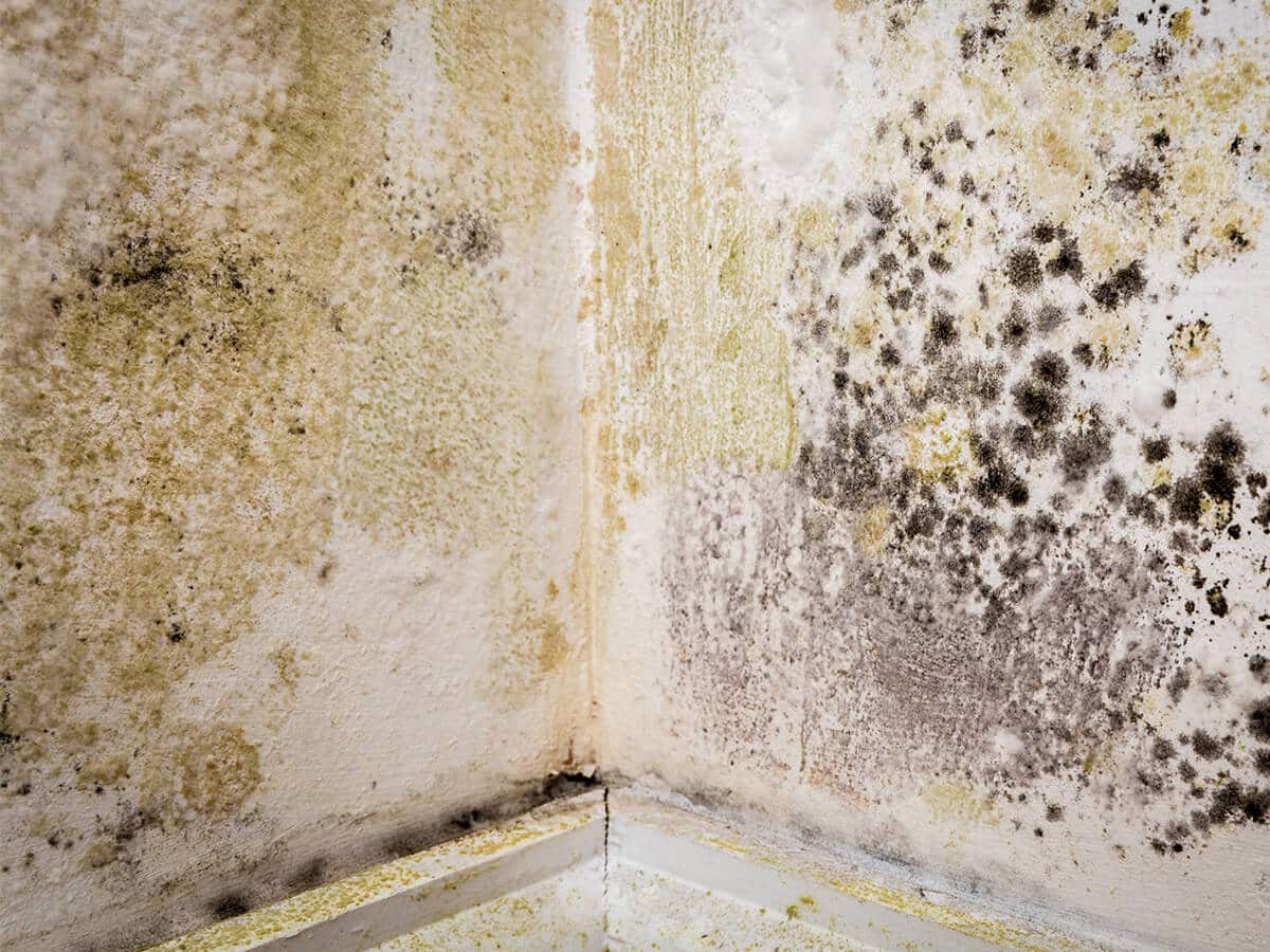 Mould Treatment